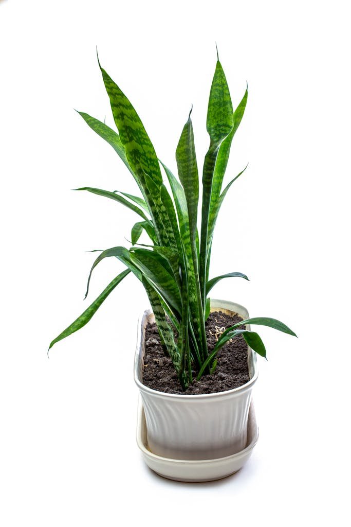 Close-up of a thriving snake plant in a stylish white pot, perfect for indoor decor.