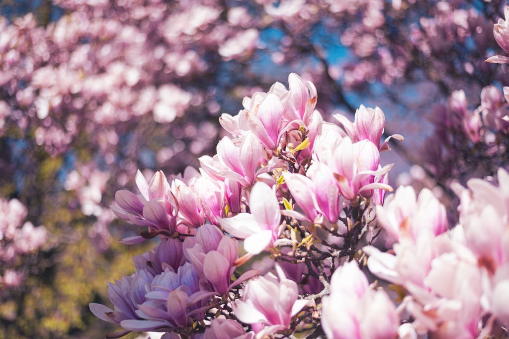 Close-up of vibrant magnolia blossoms in full bloom during spring.