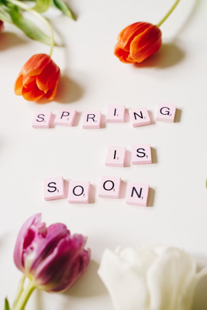 Colorful tulips and scrabble tiles announce 'Spring is Soon' on a bright background.
